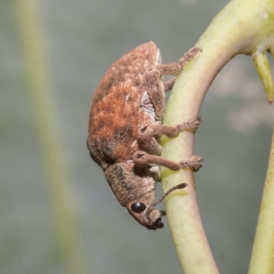 Gonipterus sp. (genus) (Eucalyptus Weevil) at Hawker, ACT - 26 Jan 2023 by AlisonMilton