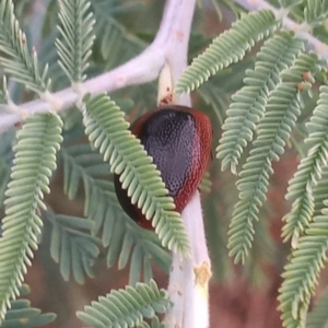 Dicranosterna immaculata at Kambah, ACT - 30 Jan 2023 07:10 PM