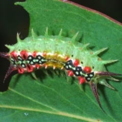 Doratifera quadriguttata (Four-spotted Cup Moth) at Jerrawangala, NSW - 28 Jan 2023 by Harrisi