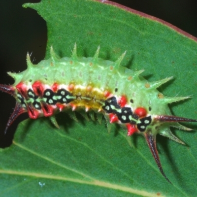 Doratifera quadriguttata (Four-spotted Cup Moth) at Jerrawangala, NSW - 28 Jan 2023 by Harrisi