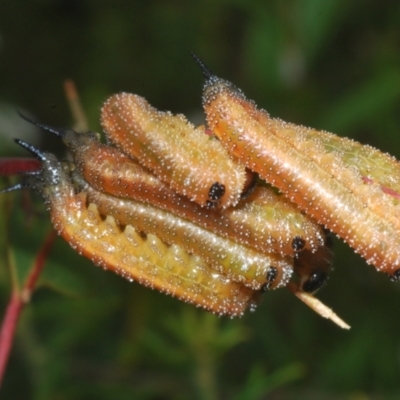 Symphyta (suborder) (Unidentified Sawfly) at Jerrawangala, NSW - 28 Jan 2023 by Harrisi