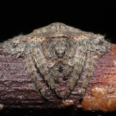 Dolophones sp. (genus) (Wrap-around spider) at Wellington Point, QLD - 22 Jan 2023 by TimL