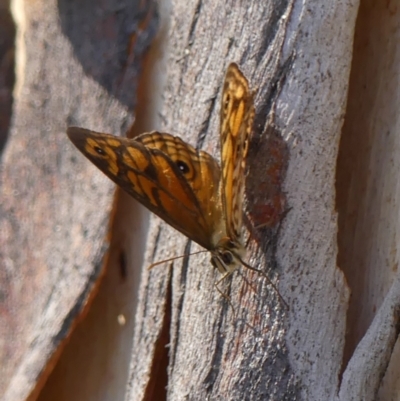 Geitoneura acantha (Ringed Xenica) at Bundanoon, NSW - 25 Jan 2023 by Curiosity