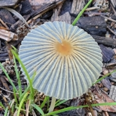 Coprinellus etc. (An Inkcap) at Isaacs, ACT - 31 Jan 2023 by Mike