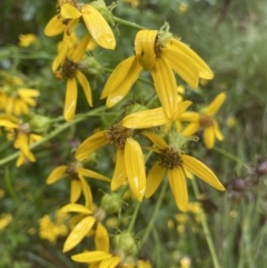 Senecio vagus subsp. vagus (Saw Groundsel) at Uriarra Village, ACT - 30 Jan 2023 by NedJohnston