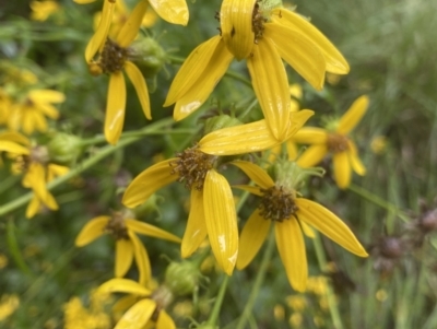 Senecio vagus subsp. vagus (Saw Groundsel) at Uriarra Village, ACT - 30 Jan 2023 by NedJohnston