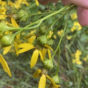 Senecio vagus subsp. vagus at Uriarra Village, ACT - 30 Jan 2023