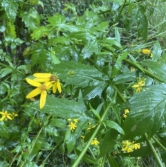 Senecio vagus subsp. vagus at Uriarra Village, ACT - 30 Jan 2023