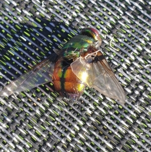 Rutilia sp. (genus) at Wamboin, NSW - suppressed