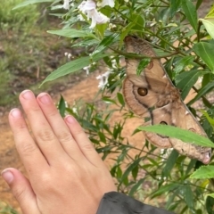 Opodiphthera eucalypti (Emperor Gum Moth) at Charleys Forest, NSW - 31 Jan 2023 by arjay