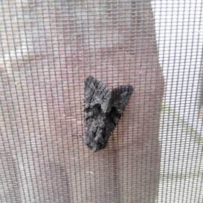 Neumichtis nigerrima (Black Turnip Moth) at Charleys Forest, NSW - 28 Jan 2023 by arjay