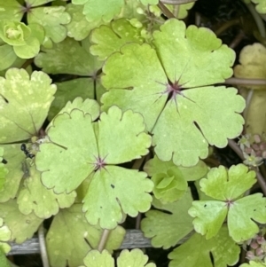 Hydrocotyle rivularis at Booth, ACT - 28 Jan 2023