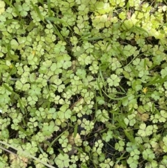 Hydrocotyle rivularis at Booth, ACT - 28 Jan 2023 02:28 PM