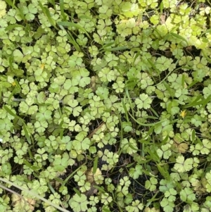 Hydrocotyle rivularis at Booth, ACT - 28 Jan 2023