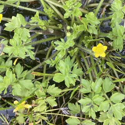 Ranunculus pimpinellifolius (Bog Buttercup) at Namadgi National Park - 28 Jan 2023 by JaneR