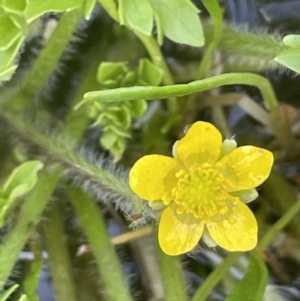 Ranunculus pimpinellifolius at Booth, ACT - 28 Jan 2023