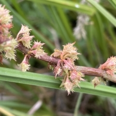 Rumex brownii (Slender Dock) at Booth, ACT - 28 Jan 2023 by JaneR