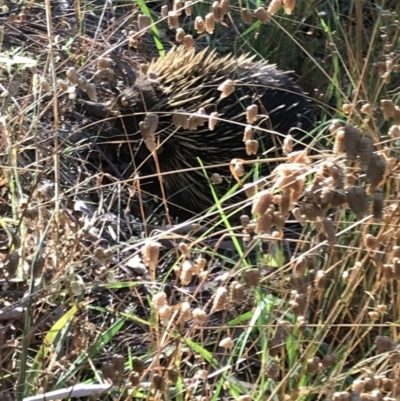 Tachyglossus aculeatus (Short-beaked Echidna) at O'Connor, ACT - 25 Jan 2023 by Boshier