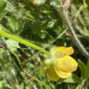 Ranunculus lappaceus at Booth, ACT - 28 Jan 2023