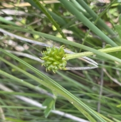 Ranunculus lappaceus at Booth, ACT - 28 Jan 2023