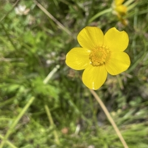 Ranunculus lappaceus at Booth, ACT - 28 Jan 2023 03:02 PM