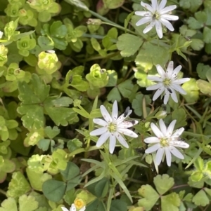 Stellaria angustifolia at Booth, ACT - 28 Jan 2023 03:34 PM