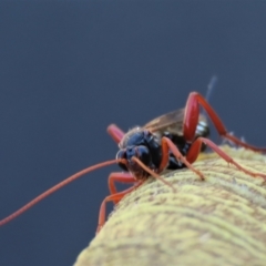 Echthromorpha intricatoria at Waramanga, ACT - 31 Jan 2023