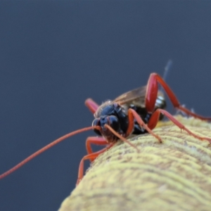 Echthromorpha intricatoria at Waramanga, ACT - 31 Jan 2023