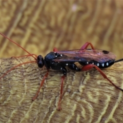 Echthromorpha intricatoria at Waramanga, ACT - 31 Jan 2023 12:55 PM