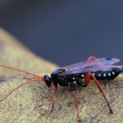 Echthromorpha intricatoria at Waramanga, ACT - 31 Jan 2023