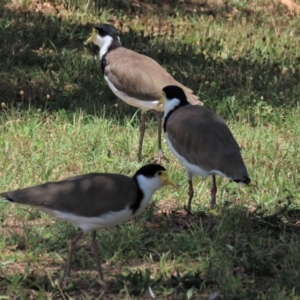 Vanellus miles at Waramanga, ACT - 31 Jan 2023 01:09 PM