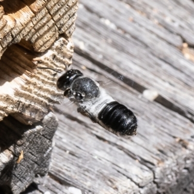 Megachile lucidiventris (Resin bee, Megachilid bee) at Acton, ACT - 31 Jan 2023 by Roger