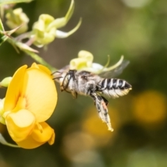 Megachile (Eutricharaea) serricauda (Leafcutter bee, Megachilid bee) at Acton, ACT - 31 Jan 2023 by Roger