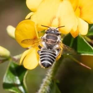 Megachile (Eutricharaea) serricauda at Acton, ACT - 31 Jan 2023