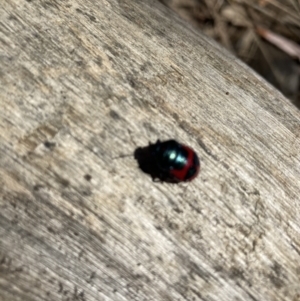 Choerocoris paganus at Acton, ACT - 31 Jan 2023 10:26 AM