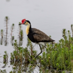 Irediparra gallinacea (Comb-crested Jacana) at Wollogorang, NSW - 31 Jan 2023 by JohnHurrell