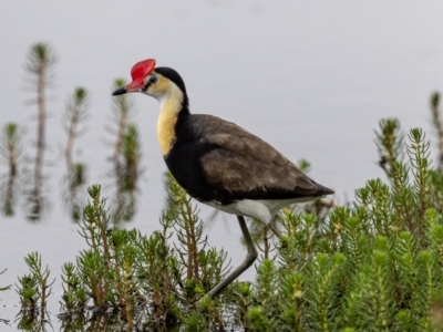 Irediparra gallinacea (Comb-crested Jacana) at Wollogorang, NSW - 30 Jan 2023 by JohnHurrell