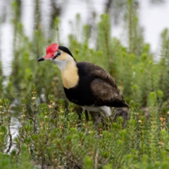 Irediparra gallinacea at Wollogorang, NSW - 31 Jan 2023