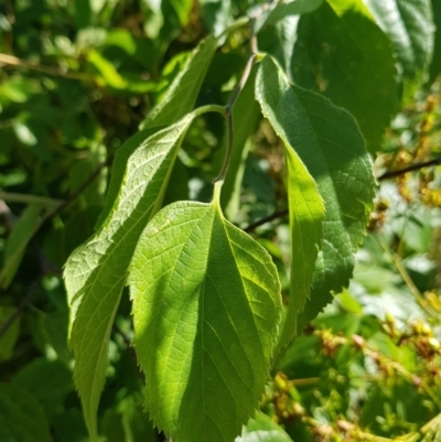 Celtis australis (Nettle Tree) at Mount Ainslie to Black Mountain - 30 Jan 2023 by HappyWanderer