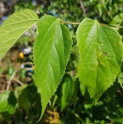 Celtis australis at Campbell, ACT - 31 Jan 2023