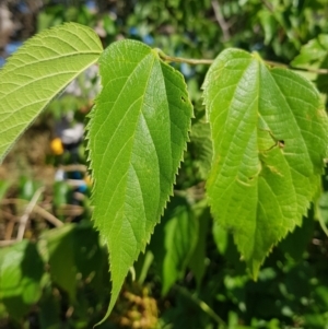 Celtis australis at Campbell, ACT - 31 Jan 2023