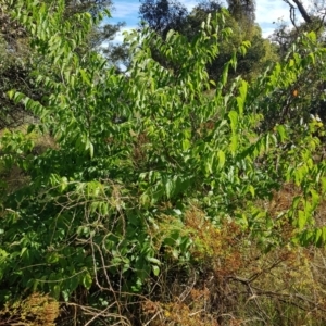 Celtis australis at Campbell, ACT - 31 Jan 2023