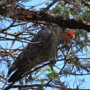 Callocephalon fimbriatum at Krawarree, NSW - suppressed