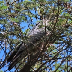 Callocephalon fimbriatum at Krawarree, NSW - suppressed