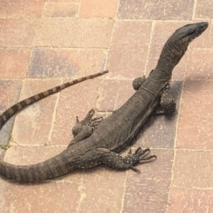 Varanus rosenbergi at Michelago, NSW - 31 Jan 2023