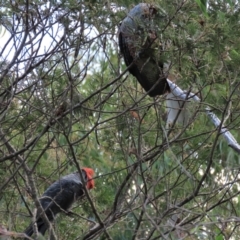 Callocephalon fimbriatum (Gang-gang Cockatoo) at Krawarree, NSW - 21 Jan 2023 by AndyRoo