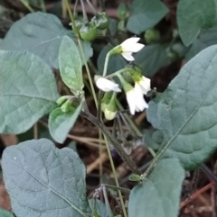 Solanum nigrum (Black Nightshade) at Fadden, ACT - 31 Jan 2023 by KumikoCallaway