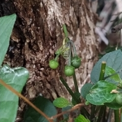 Solanum nigrum at Fadden, ACT - 31 Jan 2023