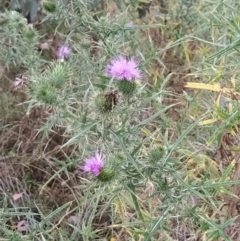 Cirsium vulgare (Spear Thistle) at Fadden, ACT - 31 Jan 2023 by KumikoCallaway