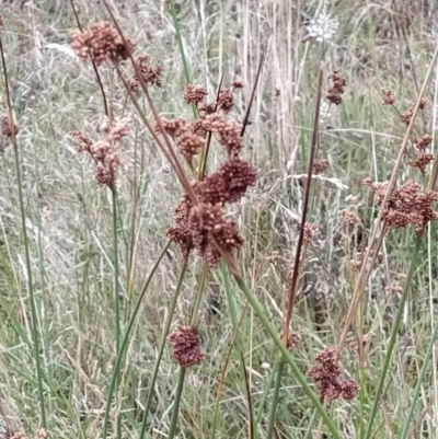 Juncus australis (Australian Rush) at Fadden, ACT - 30 Jan 2023 by KumikoCallaway